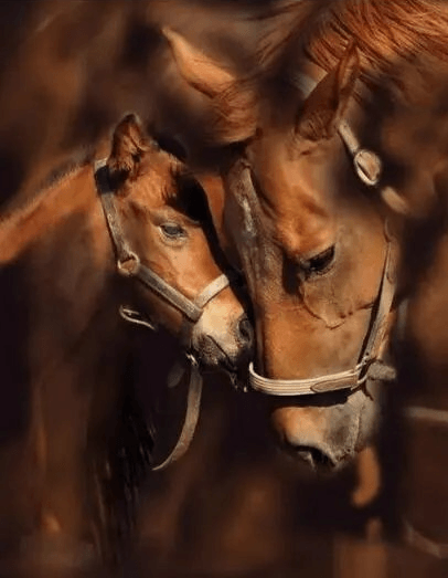 Diamond Painting Pony und Mutterpferd - SEOS Shop ® 