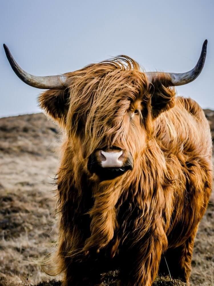 Diamond Painting Scottish Highlander - Portrait des besonderen Scottish Highlander - SEOS Shop ®