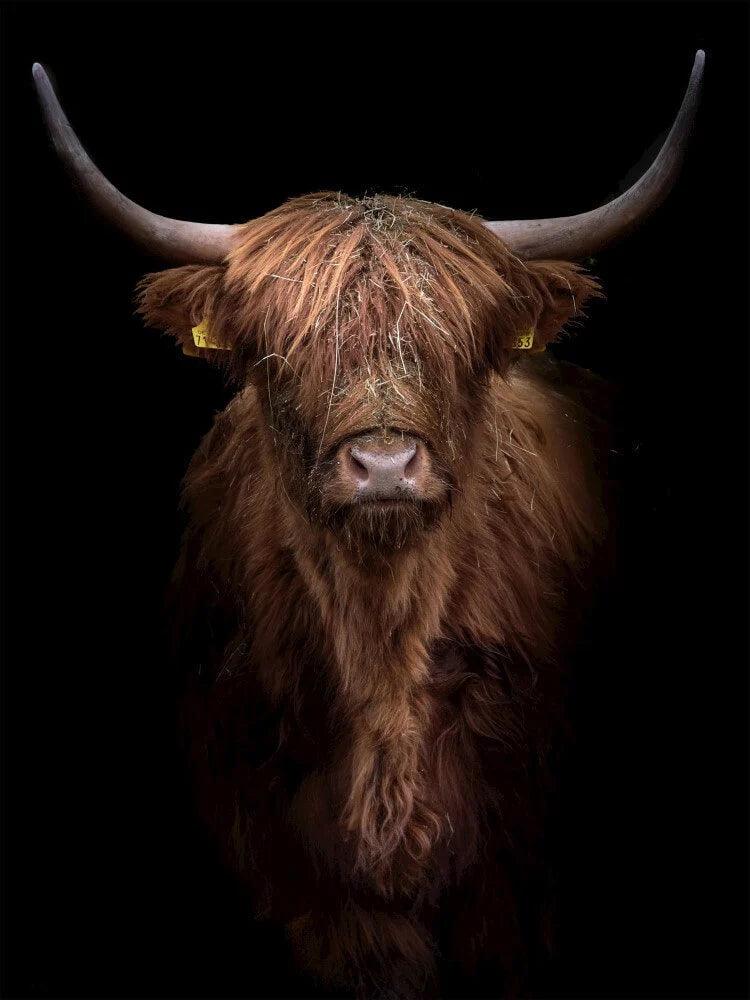 Diamond Painting Scottish Highlander - Rotbrauner Scottish Highlander aus der Nähe - SEOS Shop ®