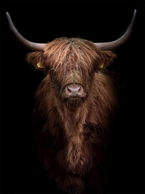 Diamond Painting Scottish Highlander - Rotbrauner Scottish Highlander aus der Nähe - SEOS Shop ®