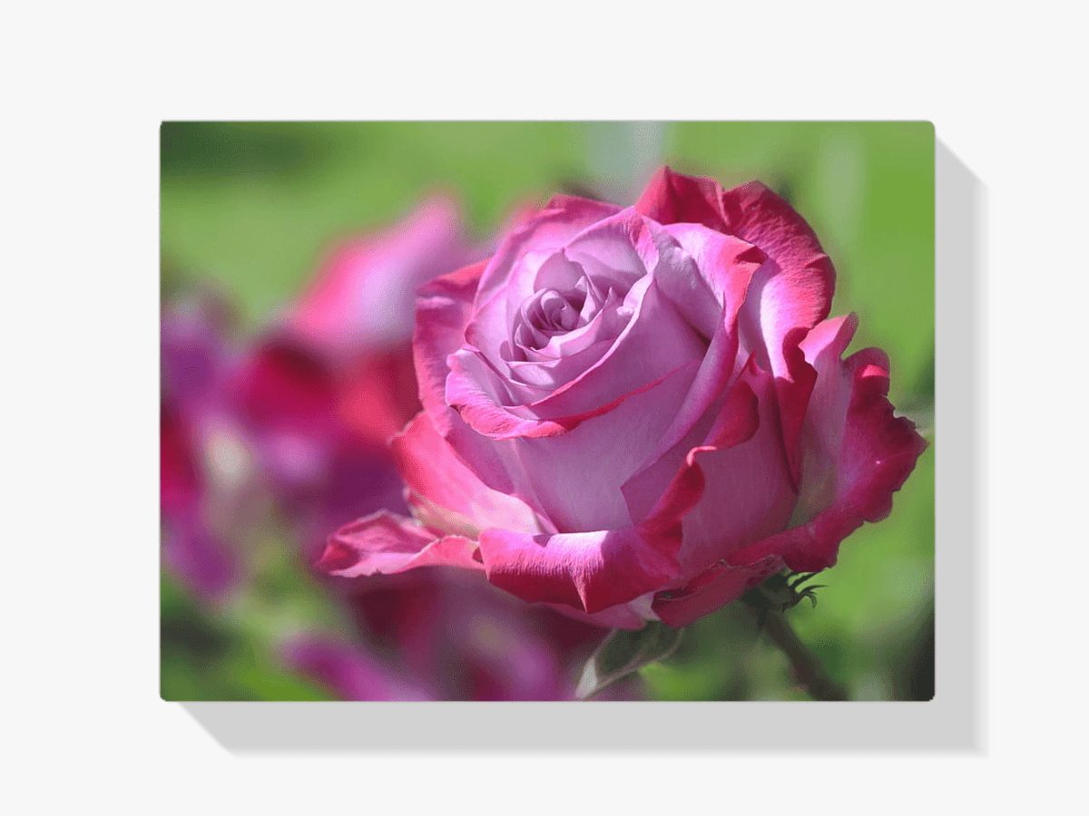 Diamantmalerei Rosa Rose - SEOS Shop ®