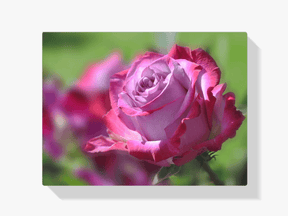 Diamantmalerei Rosa Rose - SEOS Shop ®