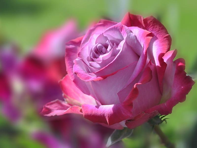 Diamantmalerei Rosa Rose - SEOS Shop ®