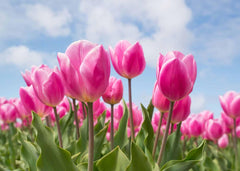 Diamantmalerei Rosa Tulpen - SEOS Shop ®