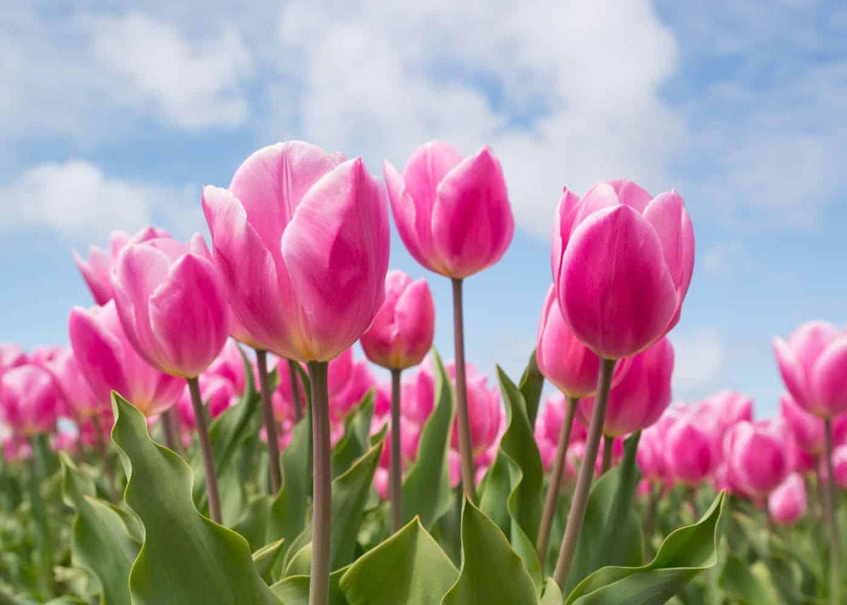 Diamantmalerei Rosa Tulpen - SEOS Shop ®