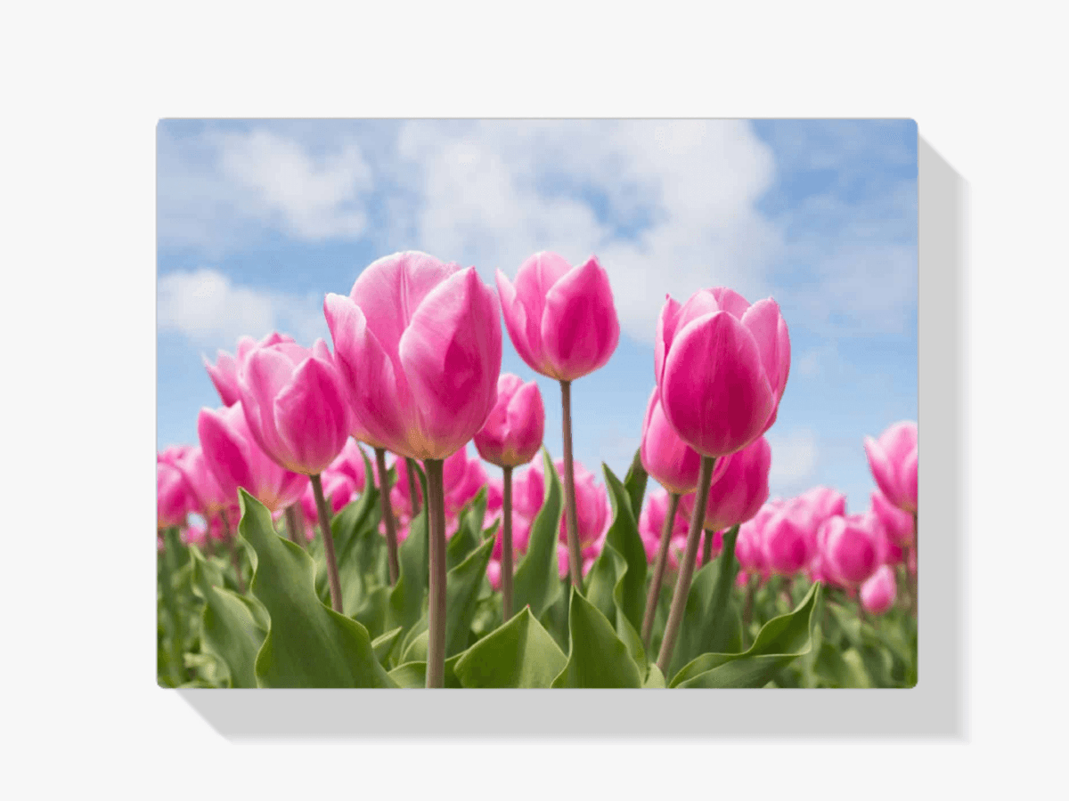Diamantmalerei Rosa Tulpen - SEOS Shop ®