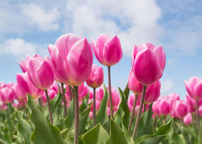 Diamantmalerei Rosa Tulpen - SEOS Shop ®