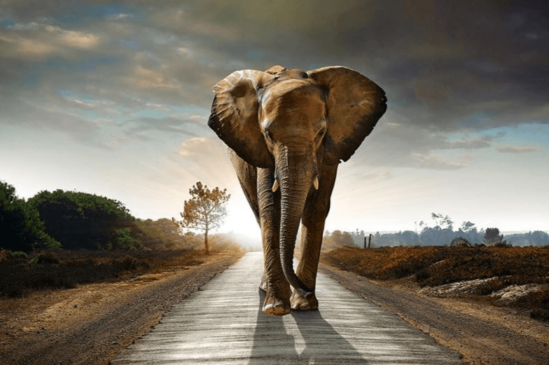 Diamantmalerei Safari Elefant - SEOS Shop ®