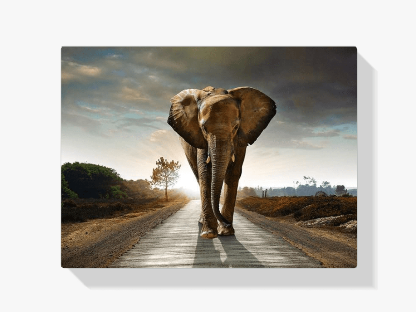 Diamantmalerei Safari Elefant - SEOS Shop ®
