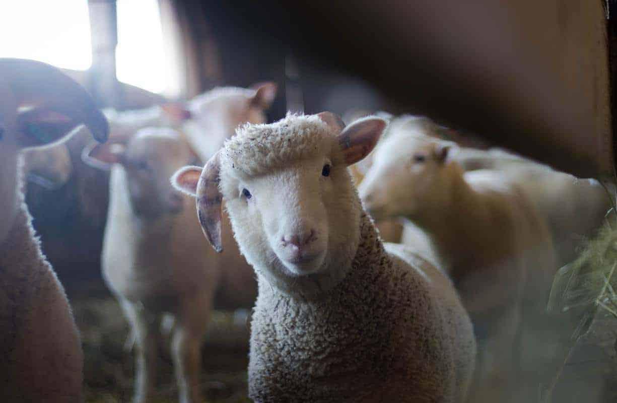 Diamond Painting Schafe 50x30 cm – SEOS Shop