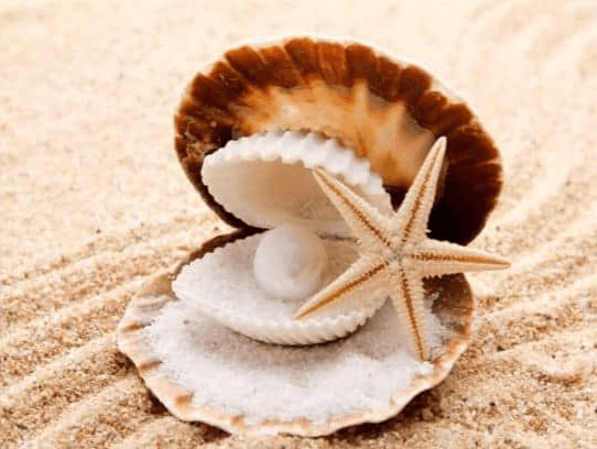 Diamantmalerei Muscheln und Perlen – SEOS Shop ®