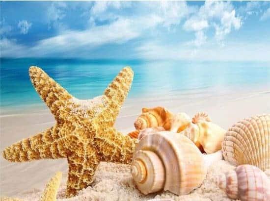 Diamond Painting Muscheln am Strand – 40x50 cm – SEOS Shop ®