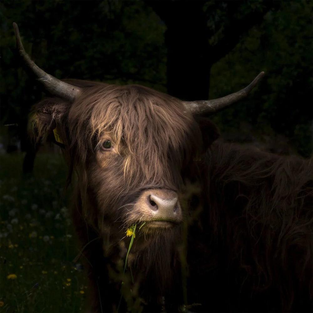 Diamond Painting Scottish Highlander - Schottisches Hochlandrind mit Löwenzahn und Gras im Maul - SEOS Shop ®