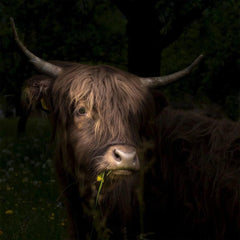Diamond Painting Scottish Highlander - Schottisches Hochlandrind mit Löwenzahn und Gras im Maul - SEOS Shop ®