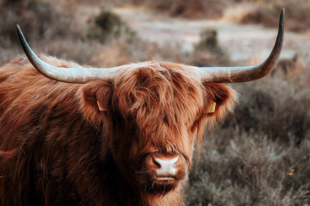 Diamond Painting Scottish Highlander - Neugieriger Scottish Highlander in den Bergen - SEOS Shop ®