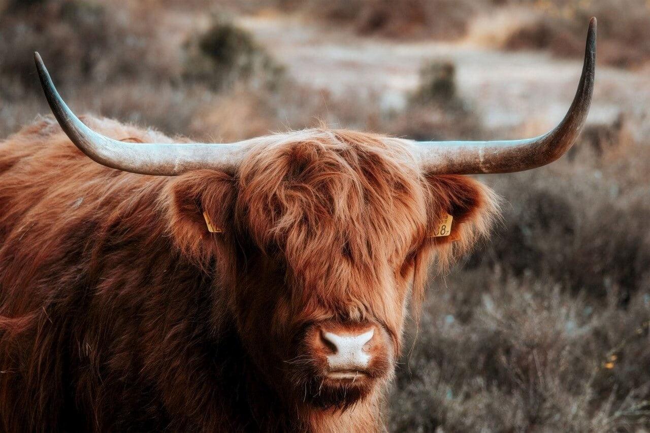 Diamond Painting Scottish Highlander - Neugieriger Scottish Highlander in den Bergen - SEOS Shop ®