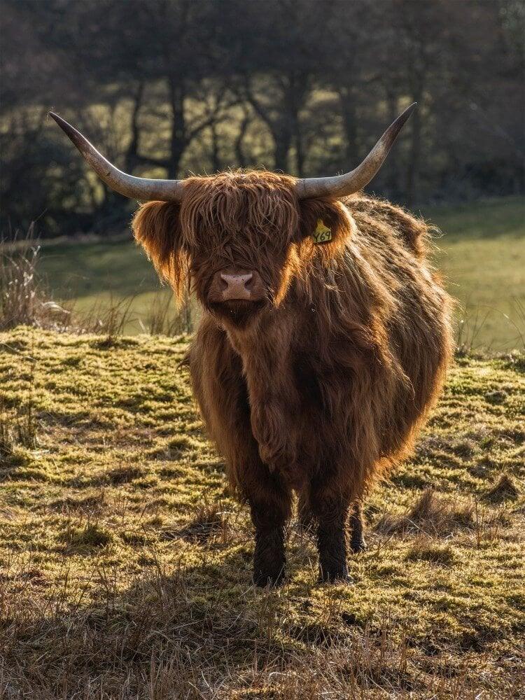 Diamond Painting Scottish Highlander - Schottischer Hochlandrinder grast auf den Feldern - SEOS Shop ®
