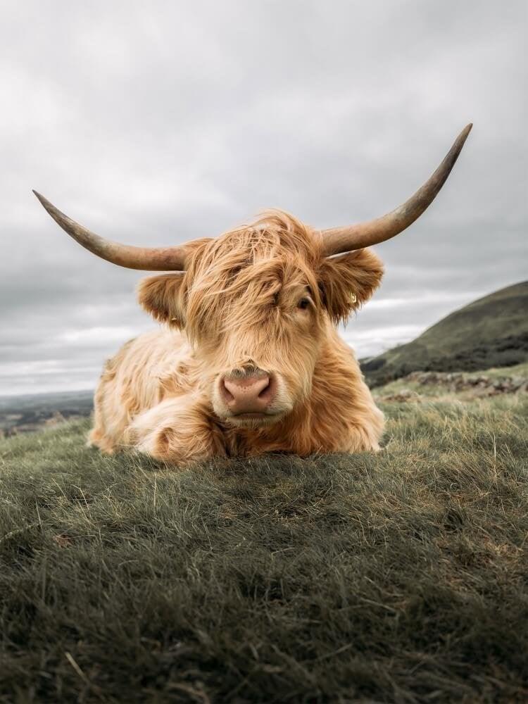 Diamond Painting Scottish Highlander - Robuster Scottish Highlander ruht auf der Ebene - SEOS Shop ®