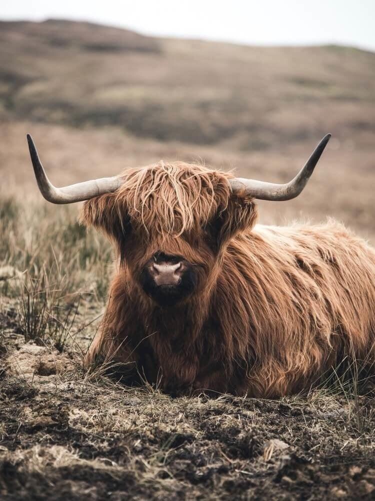 Diamond Painting Scottish Highlander - Freundlicher Scottish Highlander ruht auf dem Feld - SEOS Shop ®