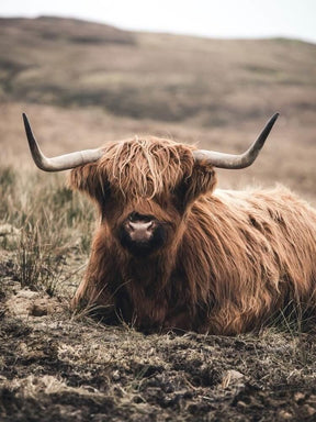 Diamond Painting Scottish Highlander - Freundlicher Scottish Highlander ruht auf dem Feld - SEOS Shop ®