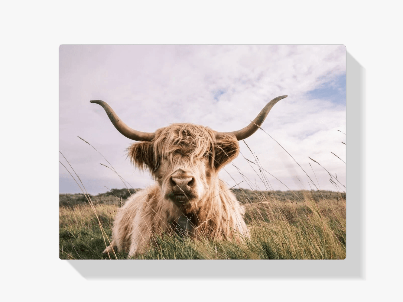 Diamond Painting Scottish Highlander - Hellfarbiger Scottish Highlander - SEOS Shop ®