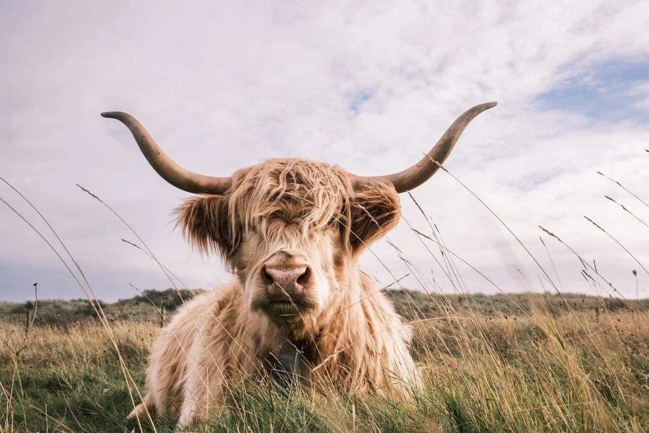 Diamond Painting Scottish Highlander - Hellfarbiger Scottish Highlander - SEOS Shop ®