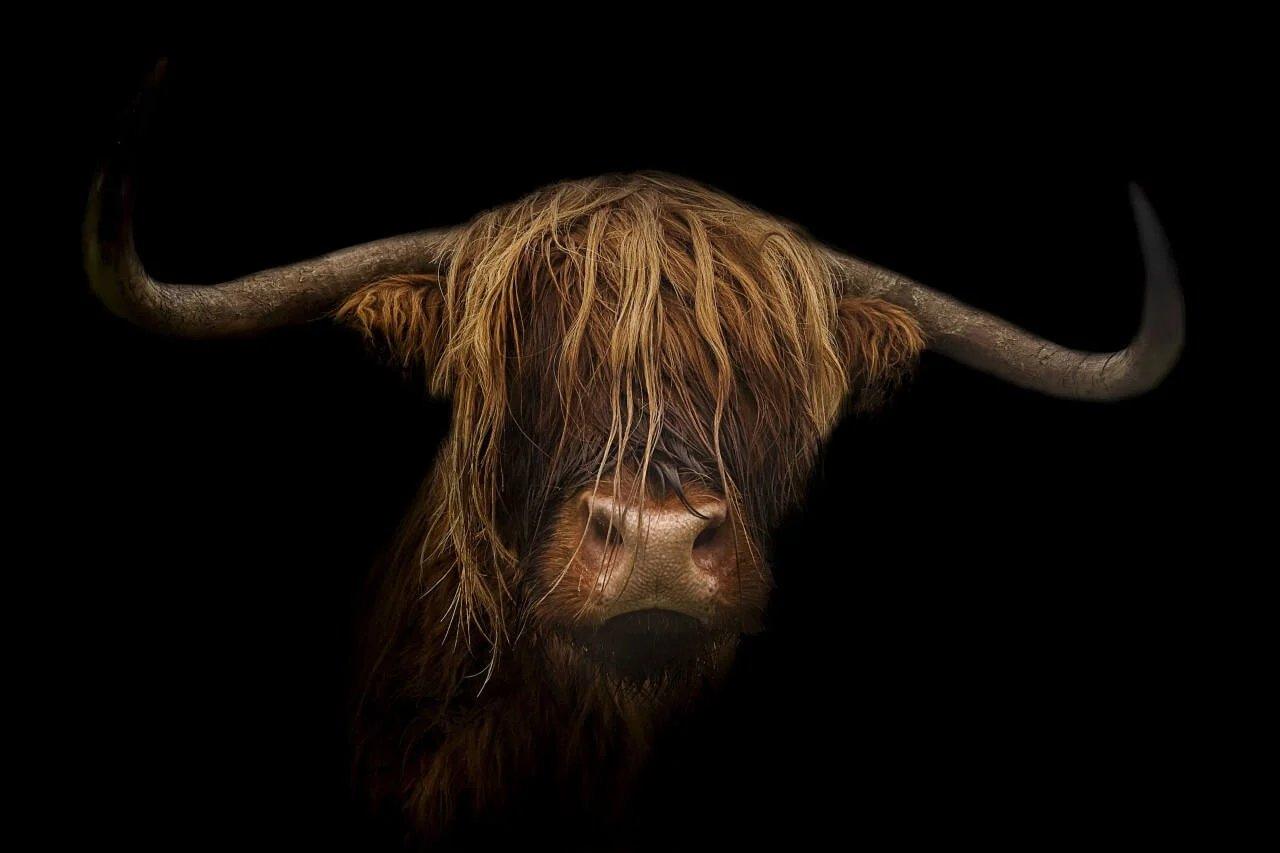 Diamond Painting Scottish Highlander - Majestätischer Scottish Highlander im Bild - SEOS Shop ®