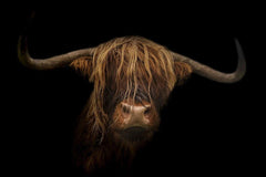 Diamond Painting Scottish Highlander - Majestätischer Scottish Highlander im Bild - SEOS Shop ®