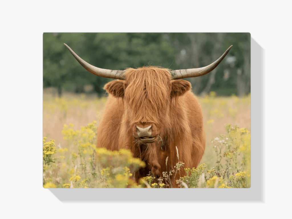 Diamond Painting Scottish Highlander - Wunderschöner Scottish Highlander grast auf der Weide - SEOS Shop ®