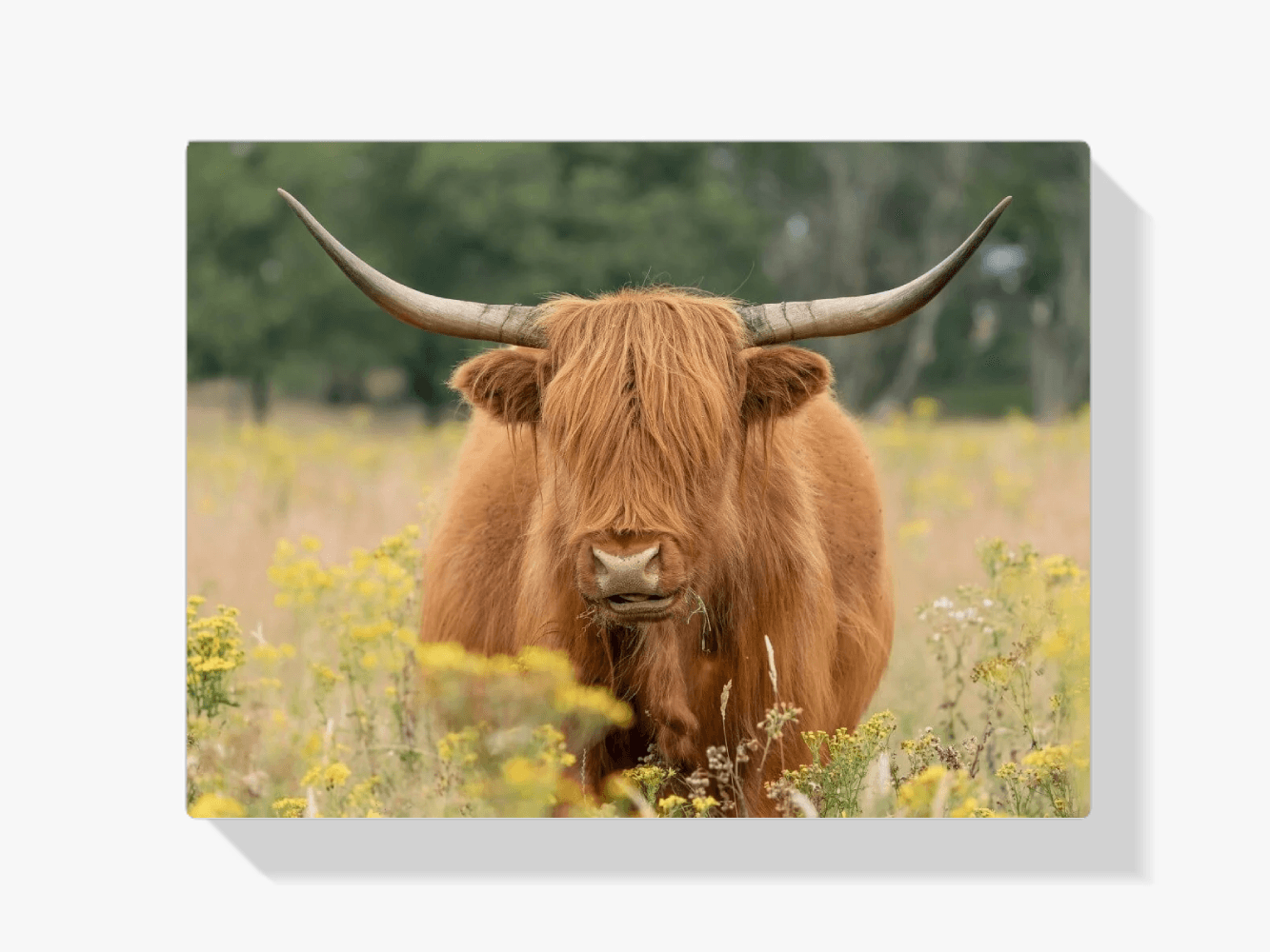 Diamond Painting Scottish Highlander - Wunderschöner Scottish Highlander grast auf der Weide - SEOS Shop ®