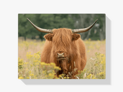 Diamond Painting Scottish Highlander - Wunderschöner Scottish Highlander grast auf der Weide - SEOS Shop ®