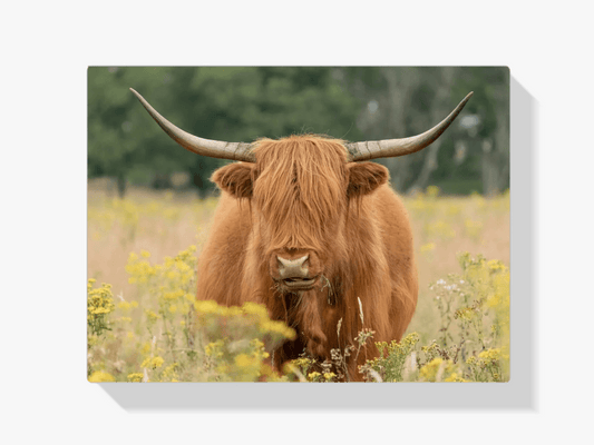 Diamond Painting Scottish Highlander - Wunderschöner Scottish Highlander grast auf der Weide - SEOS Shop ®