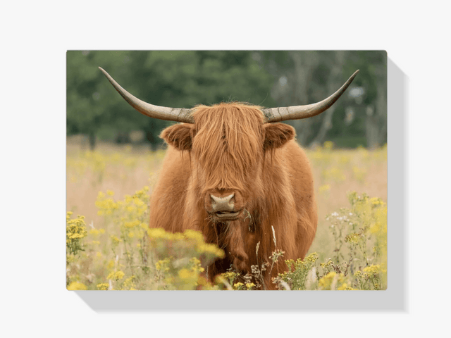 Diamond Painting Scottish Highlander - Wunderschöner Scottish Highlander grast auf der Weide - SEOS Shop ®