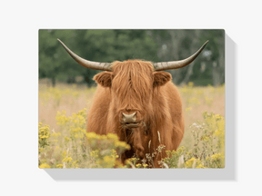 Diamond Painting Scottish Highlander - Wunderschöner Scottish Highlander grast auf der Weide - SEOS Shop ®