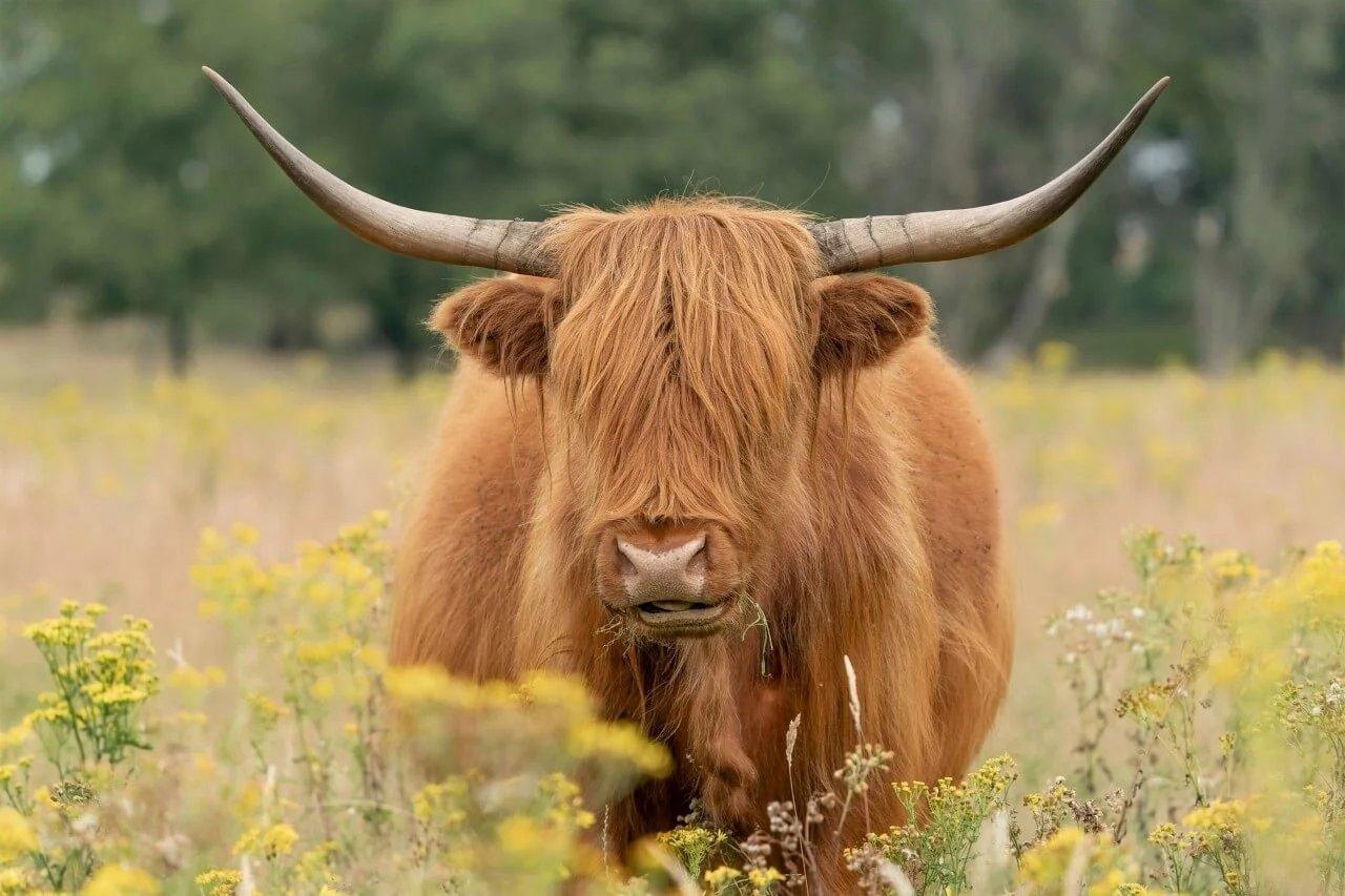 Diamond Painting Scottish Highlander - Wunderschöner Scottish Highlander grast auf der Weide - SEOS Shop ®