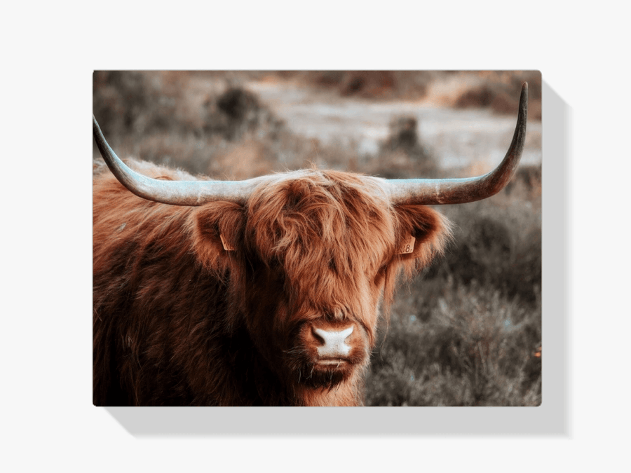 Diamond Painting Scottish Highlander - Neugieriger Scottish Highlander in den Bergen - SEOS Shop ®