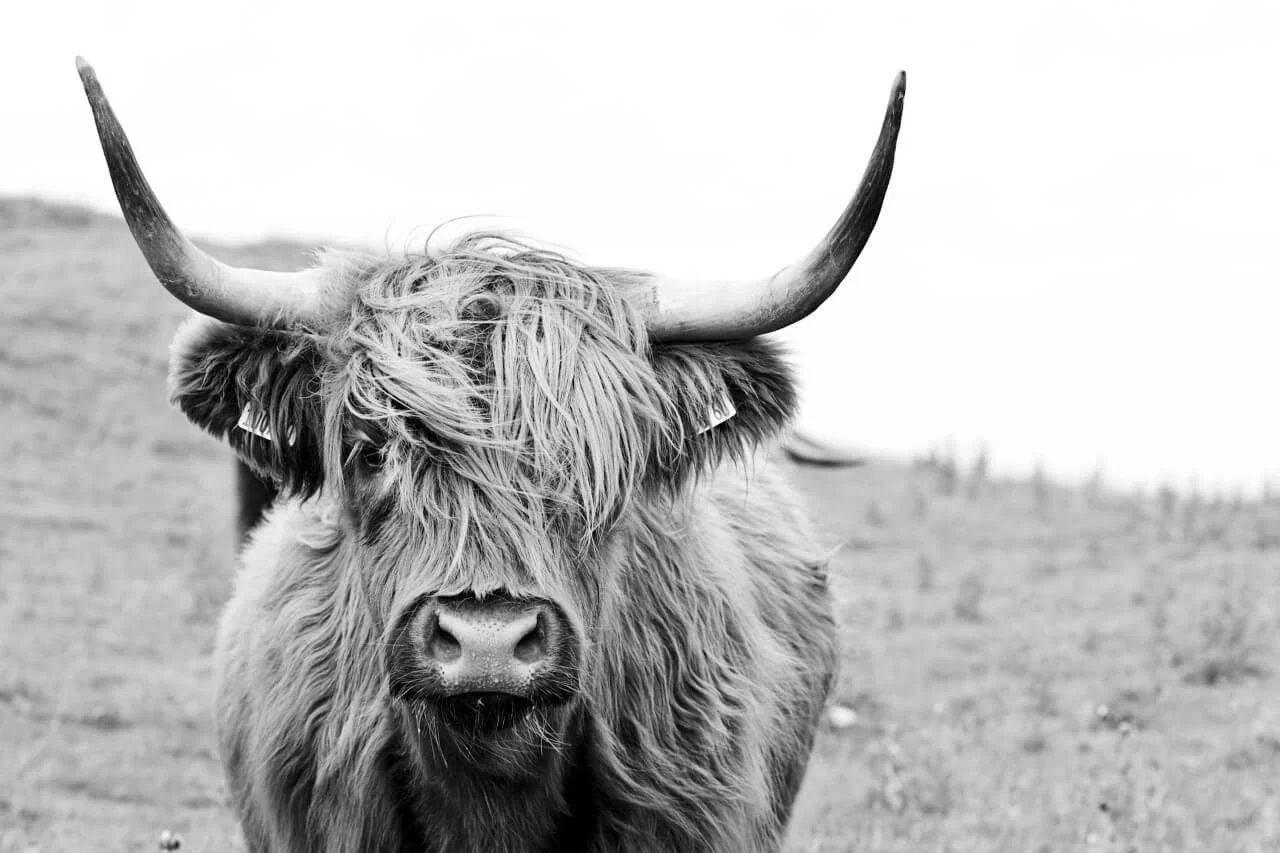 Diamond Painting Scottish Highlander - Porträt eines schottischen Hochlandrinds in Schwarzweiß - SEOS Shop ®