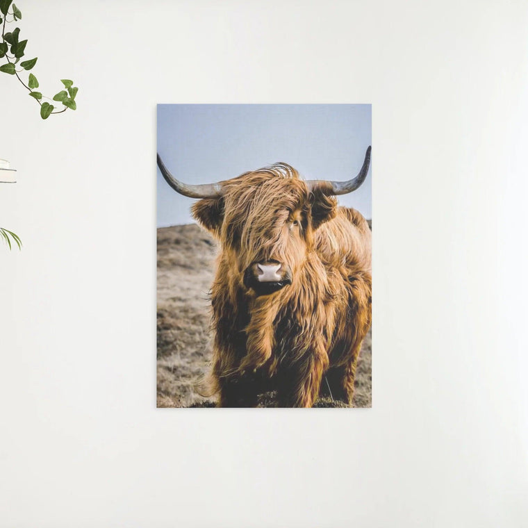 Diamond Painting Scottish Highlander - Portrait des besonderen Scottish Highlander - SEOS Shop ®