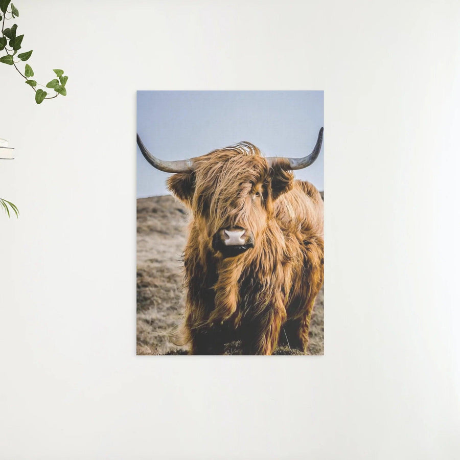 Diamond Painting Scottish Highlander - Portrait des besonderen Scottish Highlander - SEOS Shop ®
