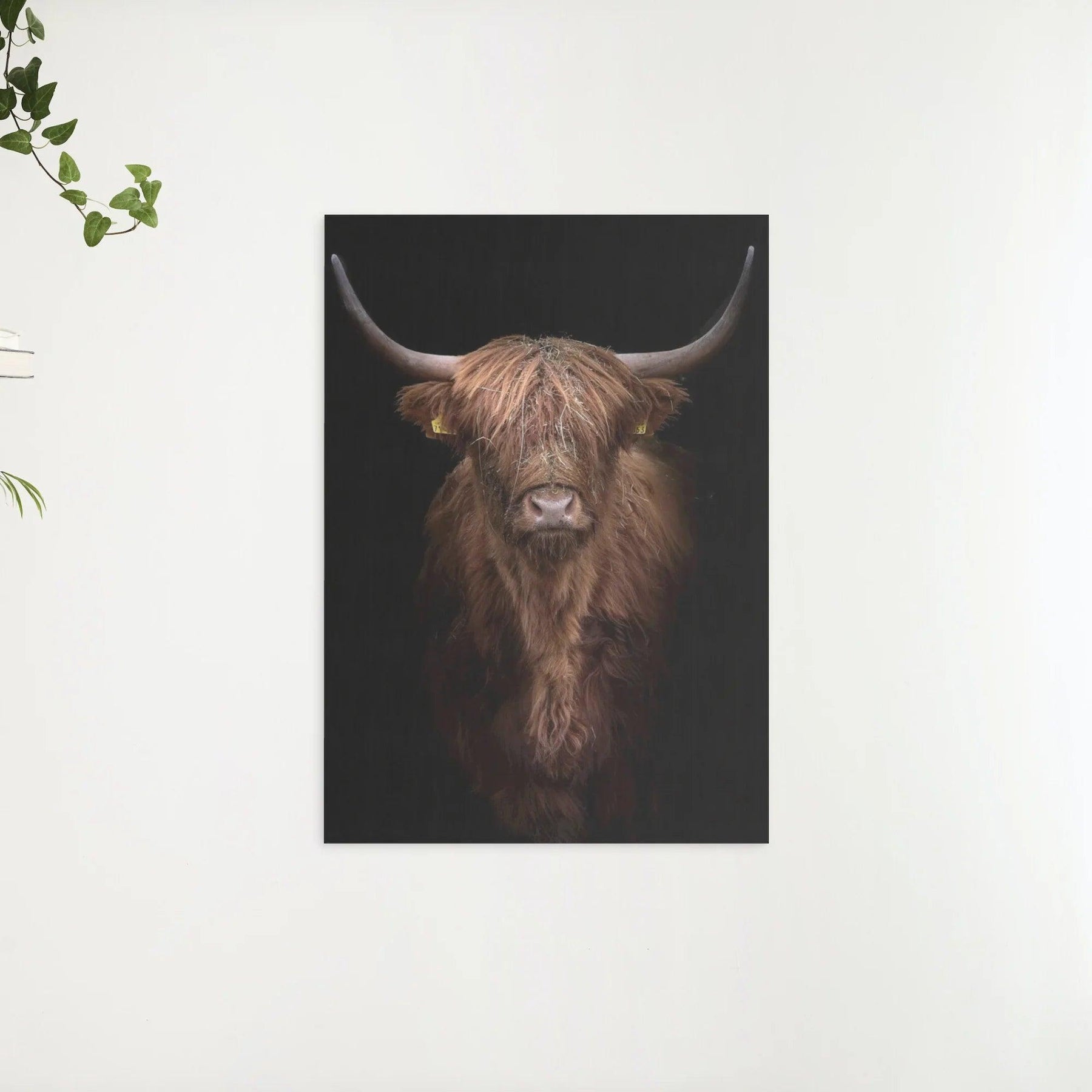Diamond Painting Scottish Highlander - Rotbrauner Scottish Highlander aus der Nähe - SEOS Shop ®