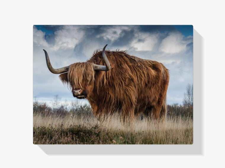 Diamond Painting Schottischer Hochlandrinder - SEOS Shop ®