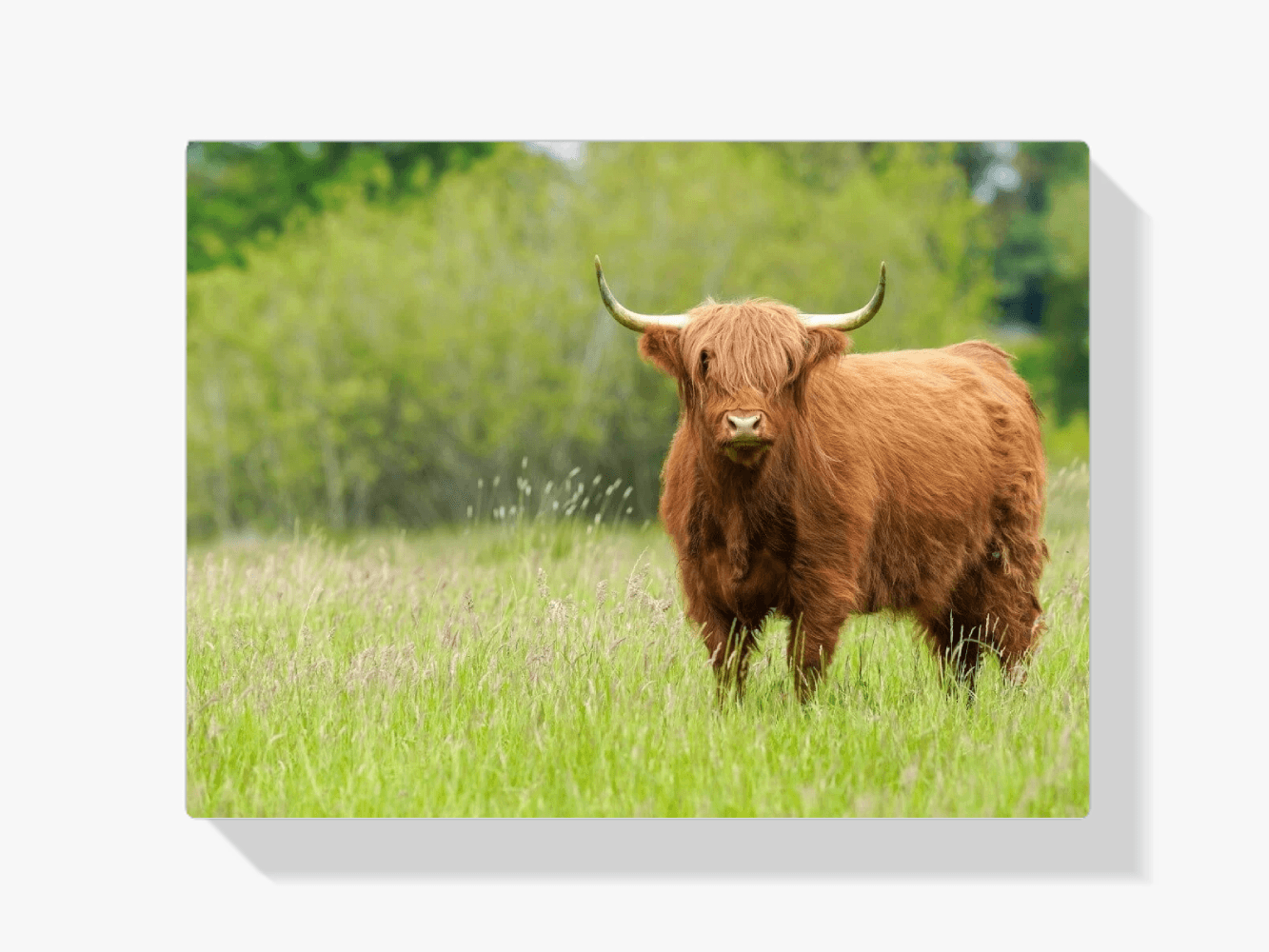 Diamond Painting Scottish Highlander - Niedlicher Scottish Highlander an einem sonnigen Tag - SEOS Shop ®