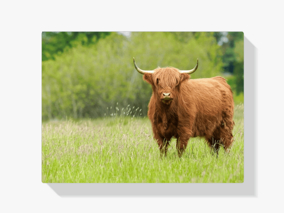 Diamond Painting Scottish Highlander - Niedlicher Scottish Highlander an einem sonnigen Tag - SEOS Shop ®