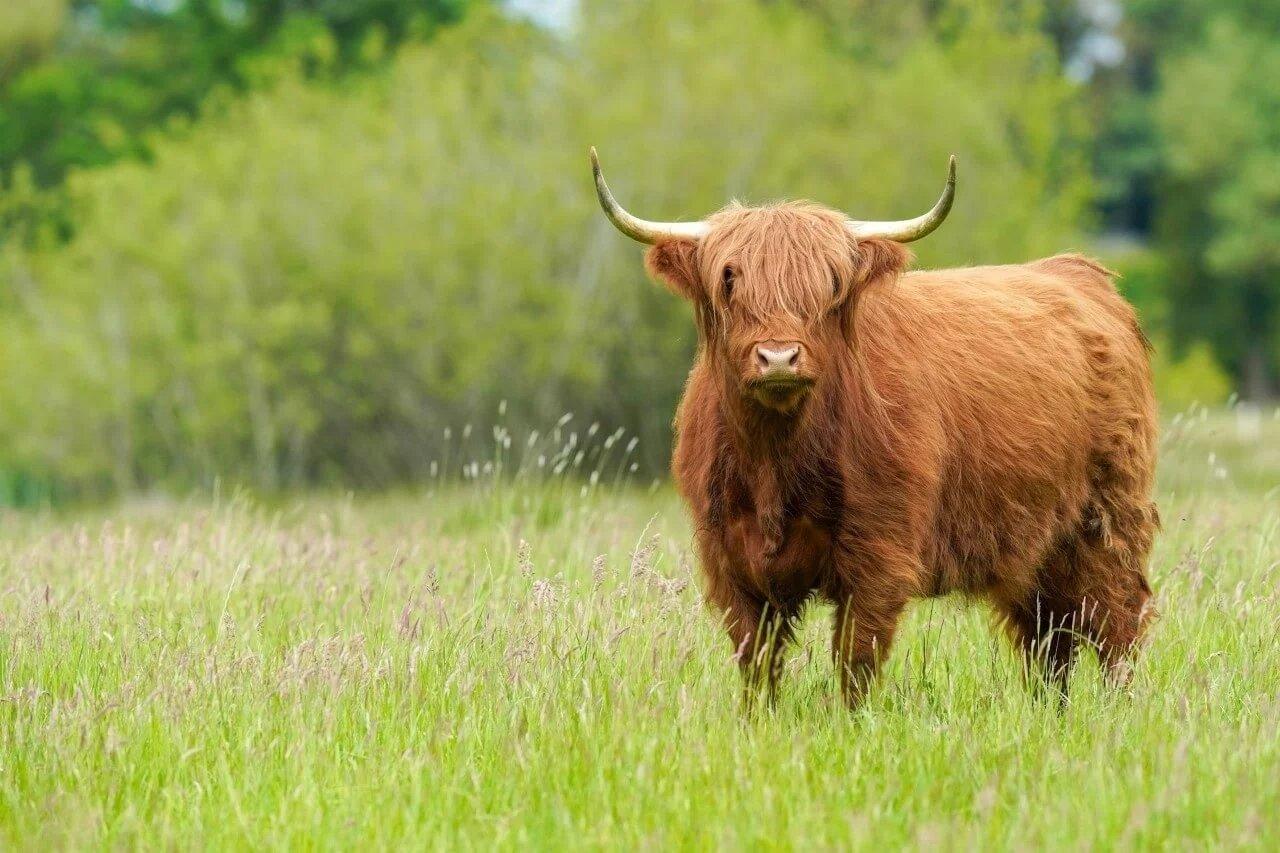 Diamond Painting Scottish Highlander - Niedlicher Scottish Highlander an einem sonnigen Tag - SEOS Shop ®