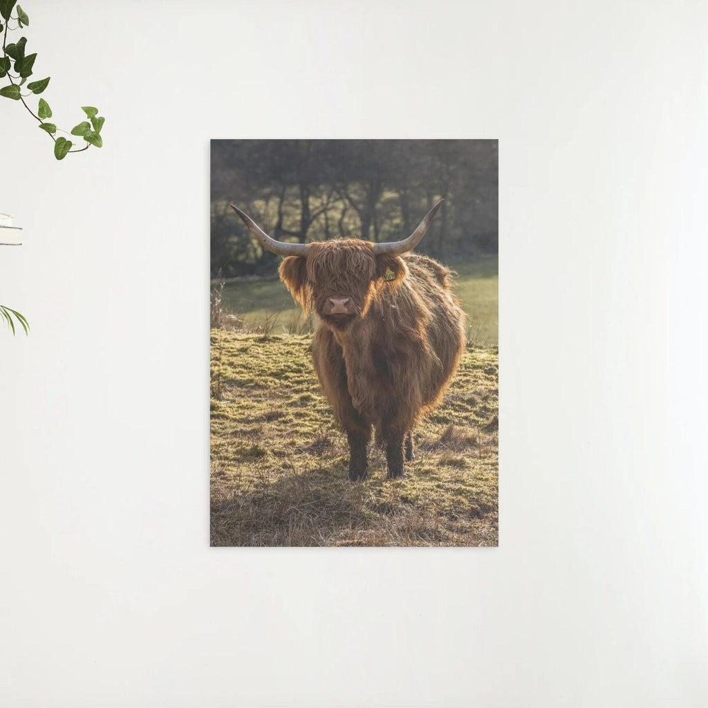 Diamond Painting Scottish Highlander - Schottischer Hochlandrinder grast auf den Feldern - SEOS Shop ®