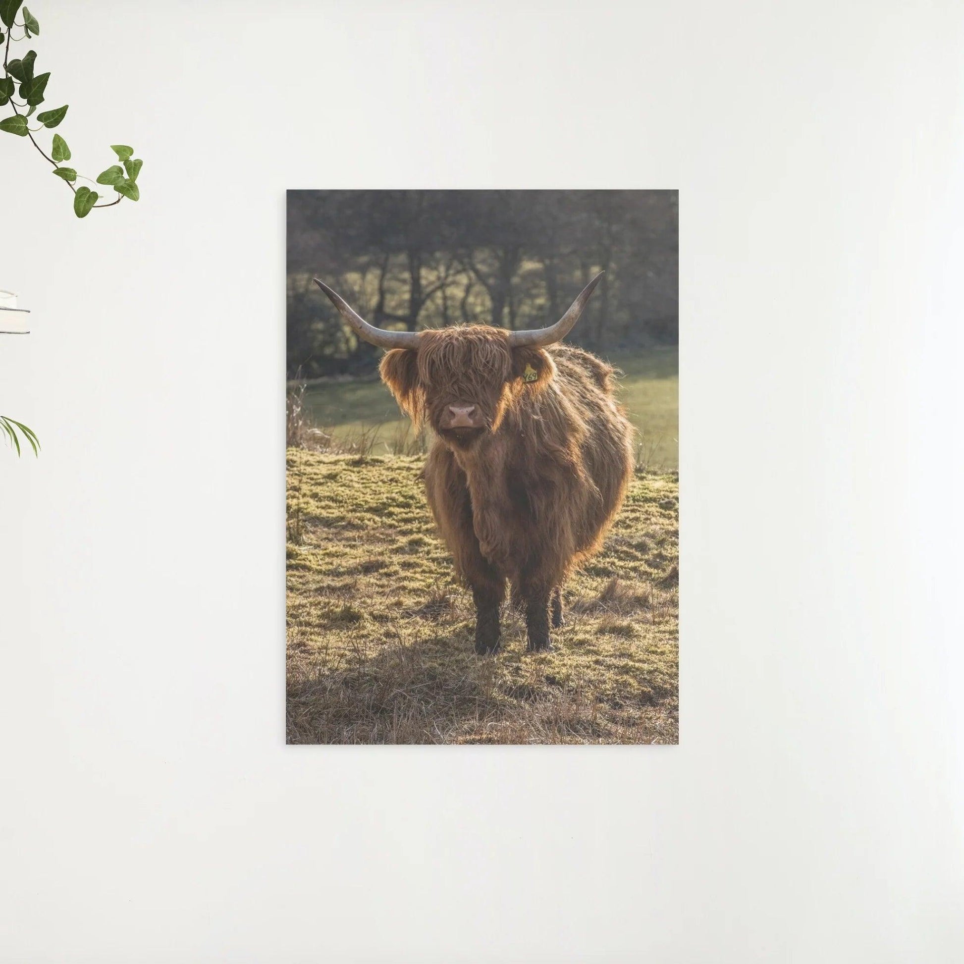 Diamond Painting Scottish Highlander - Schottischer Hochlandrinder grast auf den Feldern - SEOS Shop ®