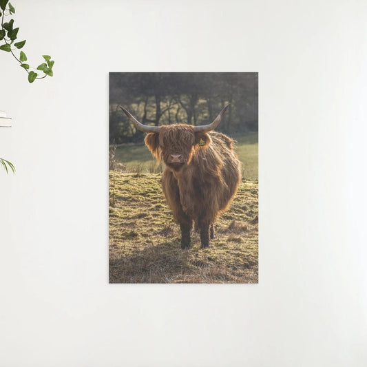 Diamond Painting Scottish Highlander - Schottischer Hochlandrinder grast auf den Feldern - SEOS Shop ®