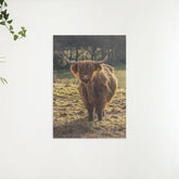 Diamond Painting Scottish Highlander - Schottischer Hochlandrinder grast auf den Feldern - SEOS Shop ®