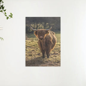 Diamond Painting Scottish Highlander - Schottischer Hochlandrinder grast auf den Feldern - SEOS Shop ®