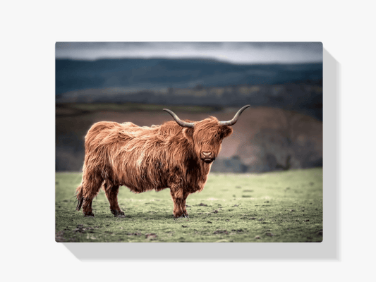 Diamond Painting Scottish Highlander - Schottischer Hochlandrinder grast in der Landschaft von Südwales - SEOS Shop ®